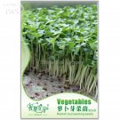 Fresh Radish Bud Seeding Vegetable Seeds 150 seeds natural healthy vegetable seeds