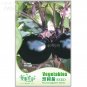 Fresh Black Round Egg Seeds Original Pack 30 seeds natural healthy vegetables I