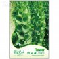 Fresh Shell Flower Seeds Ornamental s Seeds Original Pack 25 seeds flower IWSF012