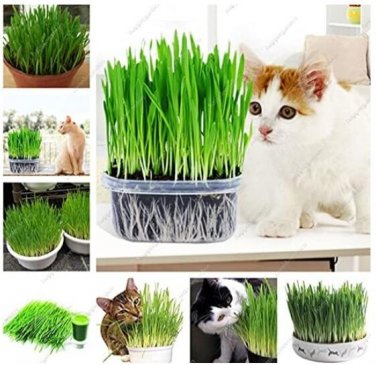 Fresh Cat Grass Seeds