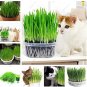 Fresh Cat Grass Seeds