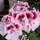 Fresh Geranium Pelargonium Light Pink with Dark Red Centre Seeds
