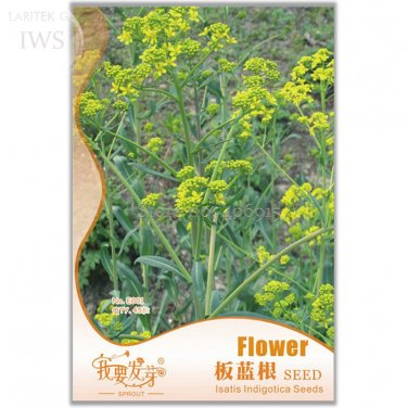Fresh Radix Seeds Isatis Tinctoria Seeds 45 seeds cold resistant woad seeds