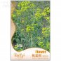 Fresh Radix Seeds Isatis Tinctoria Seeds 45 seeds cold resistant woad seeds