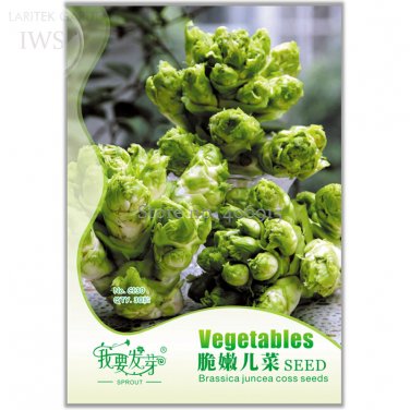 Fresh Brassica Juncea Coss Vegetable Seeds 30 seeds natural healthy vegetable Seeds