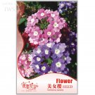 Fresh Perennial Multicolor Verbena Seeds Original Pack 60 seeds flower I