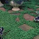 Fresh 1000 Dichondra Repens Seeds Dichondra