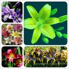 Fresh Heirloom Lilium Lily Flower Fragrant Perennial Flower Cheap Optimized 50 Seeds