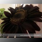 Fresh True Black Sunflower Seeds 20 Seeds/Pack Attracting Bees Butterflies