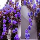 Fresh 100 Seeds / Pack Purple Climbing Rose Seeds Climbing Flowers