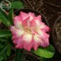 Fresh Changing Faces Adenium Desert Rose 2 Seeds big blooms pink yellow double petals
