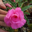 Fresh Pretty Girl Adenium Desert Rose 2 Seeds pink double petals big blooms E4009