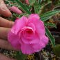 Fresh Pretty Girl Adenium Desert Rose 2 Seeds pink double petals big blooms E4009