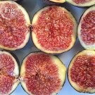 Fresh Fracazano Bianco Black Fig Tree 6 seeds organic fruits E3915