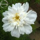 Fresh Double Click Snow Puff Cosmos. 50 Seeds. big blooms perfect for cutting E3919
