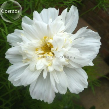 Fresh Double Click Snow Puff Cosmos. 50 Seeds. big blooms perfect for cutting E3919
