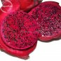 Fresh Dwarf Pitaya Dragon Fruit Mixed Yellow Red White Colors 100 seeds juicy fruits