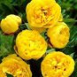 Fresh Yellow Peony Seeds Double Flowers