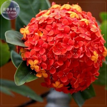 Fresh Red Hydrangea Mother Seeds Professional Pack 15 seeds big blooms ball flowers