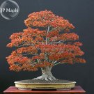 Fresh Northern Sugar Acer Japanese Maple Tree 20 Seeds bonsai ornamental tree E3957