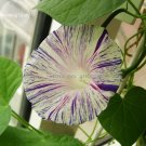 Fresh Pharbitis Morning Glory Climbing Flowers 20 seeds white flowers blue stripe
