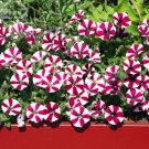 Fresh Petunia Compacta Nana F2 Petunia Star Dwarf Mixed Seeds 200 Seeds