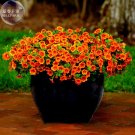 Fresh Petunia Vigorous Free Annual Flower Seeds 100 Seeds/Pack orange compact flowers