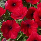 Fresh Dark Red Velour Petunia Seeds 200 Seeds / Pack Cold Hardy Flowers