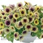 Fresh Casctus Autumn Mystery Petunia s Flower Seeds 100 Seeds / Pack Flower
