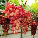 Fresh Manicure Finger Grape Seeds 15 Seeds/Pack Tasty Sweet Hardy Fruit