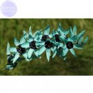 Fresh 1 seed turquoise Ixia the st most colors in the world