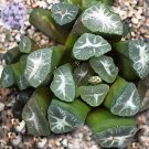Fresh Haworthia maughanii Seed only 1 piece interesting lovely succulent seed E4056