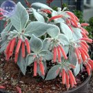 Fresh Sinningia (Rechsteineria) 10 seeds silver gray succulents orange flowers seeds
