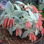Fresh Sinningia (Rechsteineria) 10 seeds silver gray succulents orange flowers seeds