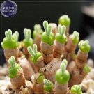 Fresh Monilaria obconica Seeds 10 seeds lovely green rabbit ears succulent seeds