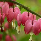 Fresh 30 Seeds Venus s Car Bleeding Heart Lyre Flower Seeds Lamprocapnos Spectabilis
