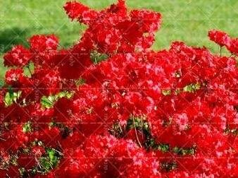 Fresh Sims Azalea Rhododendron simsii Seeds Red