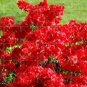 Fresh Sims Azalea Rhododendron simsii Seeds Red