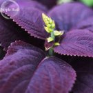 Fresh Purple Basil giant leaves 100 Seeds ocimun basilicum perillaseed vegetables