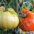 Fresh Rare Champion Giant Red Tomato 100 seeds heirloom organic vegetables E3818