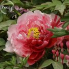 Fresh Sorbet Robust Colorful Double Blooms Peony Mixed 5 Seeds fragrant flowers
