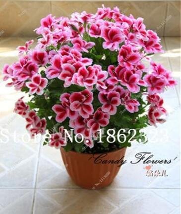 Fresh Mini Geranium Seeds Pink and Dark Red Flowers