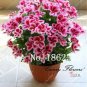 Fresh Mini Geranium Seeds Pink and Dark Red Flowers