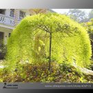 Fresh Rare Tianshan Umbrella Bamboo Perennial Evergreen Plants 10 Seeds