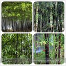 Fresh Rare Taihang Black Bamboo Seeds 35+