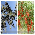 Fresh Mixed Qinhai Black Red Ningxia Gogi Wolfberry Seeds Herbal Medlar Seeds 50+