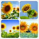 Fresh Ornamental Orange Sunflowers 4ft Tall Plant Big Blooming Flowers 40 Seeds