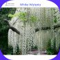 Fresh 100 Seeds / Pack Chinese White Wisteria Heirloom Wisteria Sinensis Alba