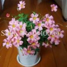 Fresh Oxalis Wood Sorrel Flower Seeds Pink