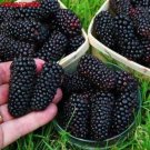 Fresh Black Mulberry plant Morus Nigra blabkberry Tree Organic Fruit Seeds